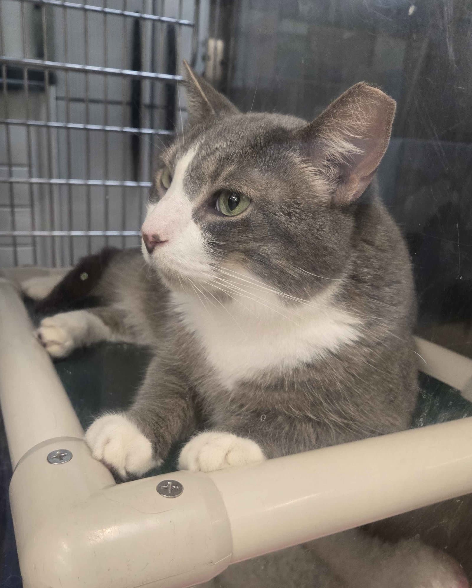 Thomas - Domestic Short Hair