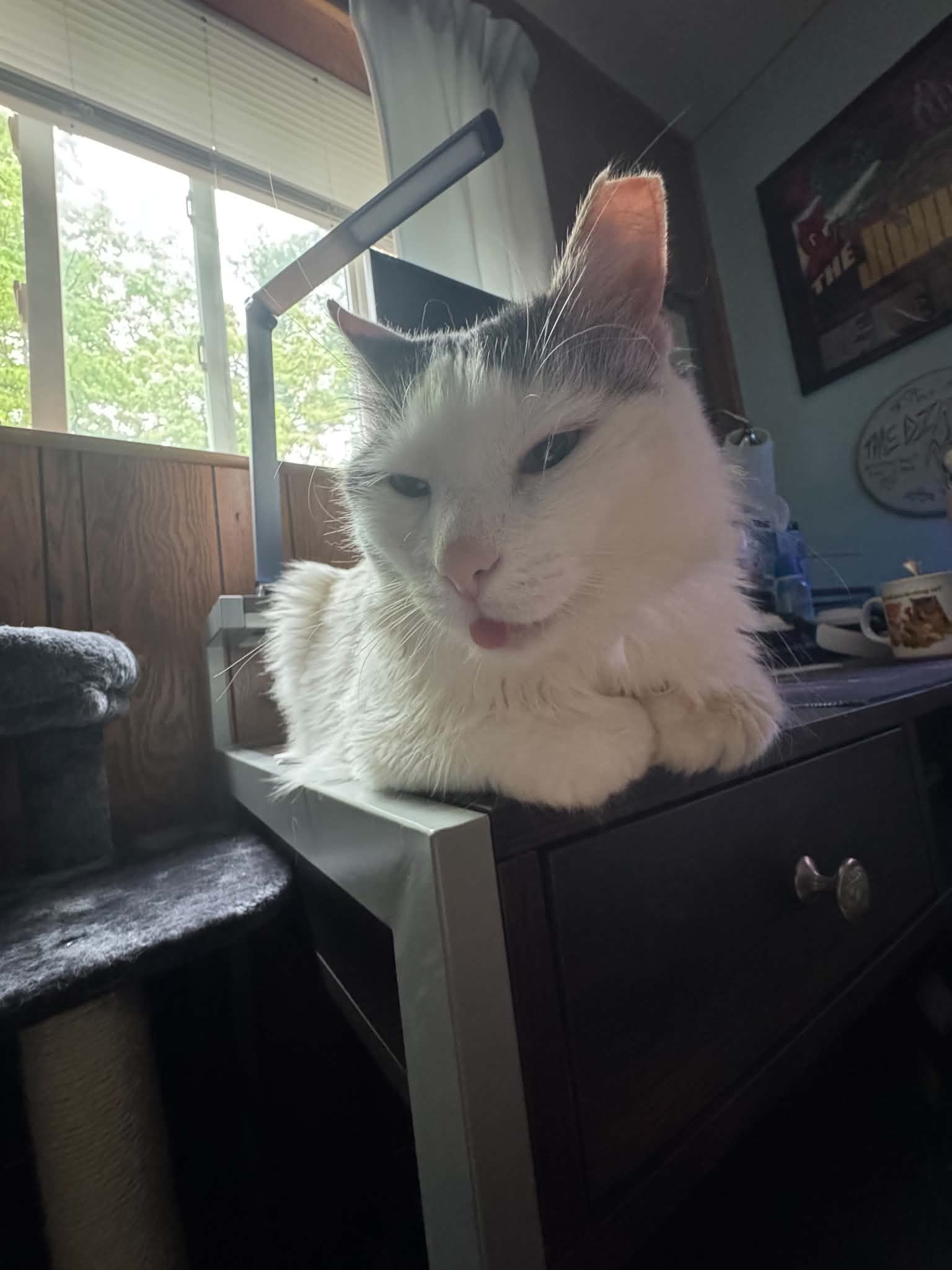 Oso - Domestic Medium Hair