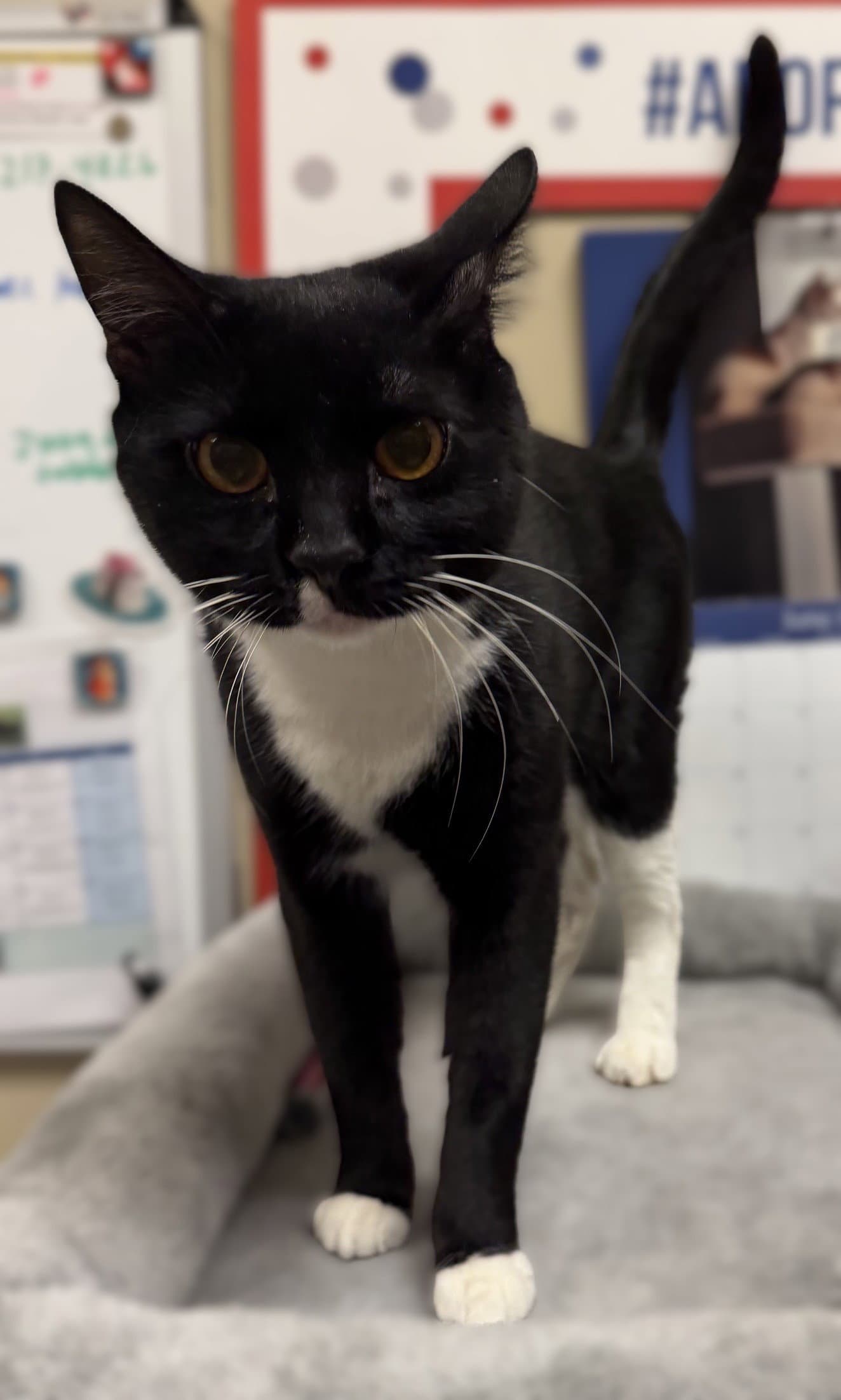 Whiskers - Domestic Short Hair