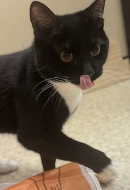 Whiskers image 2