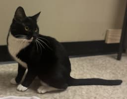 Whiskers image 4