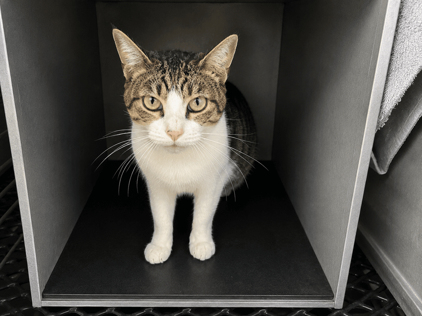 Lloyd - Domestic Short Hair