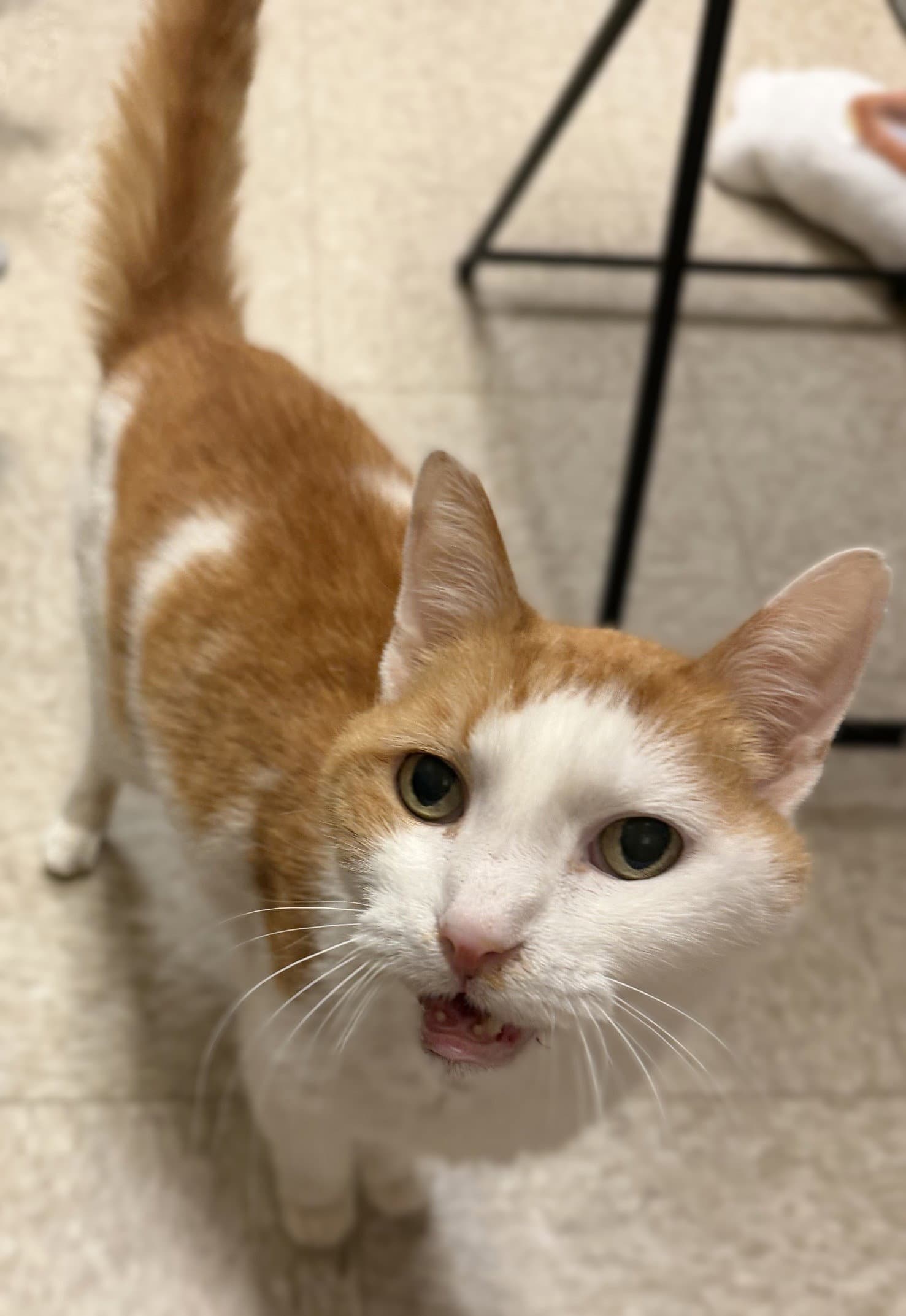 Zion - Domestic Short Hair