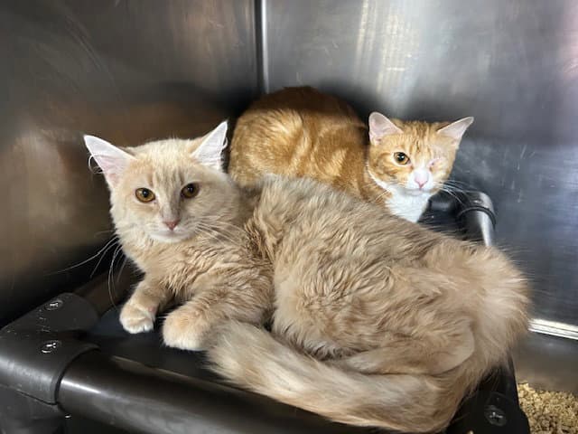 Cosette  Amneris Bonded - Domestic Short Hair