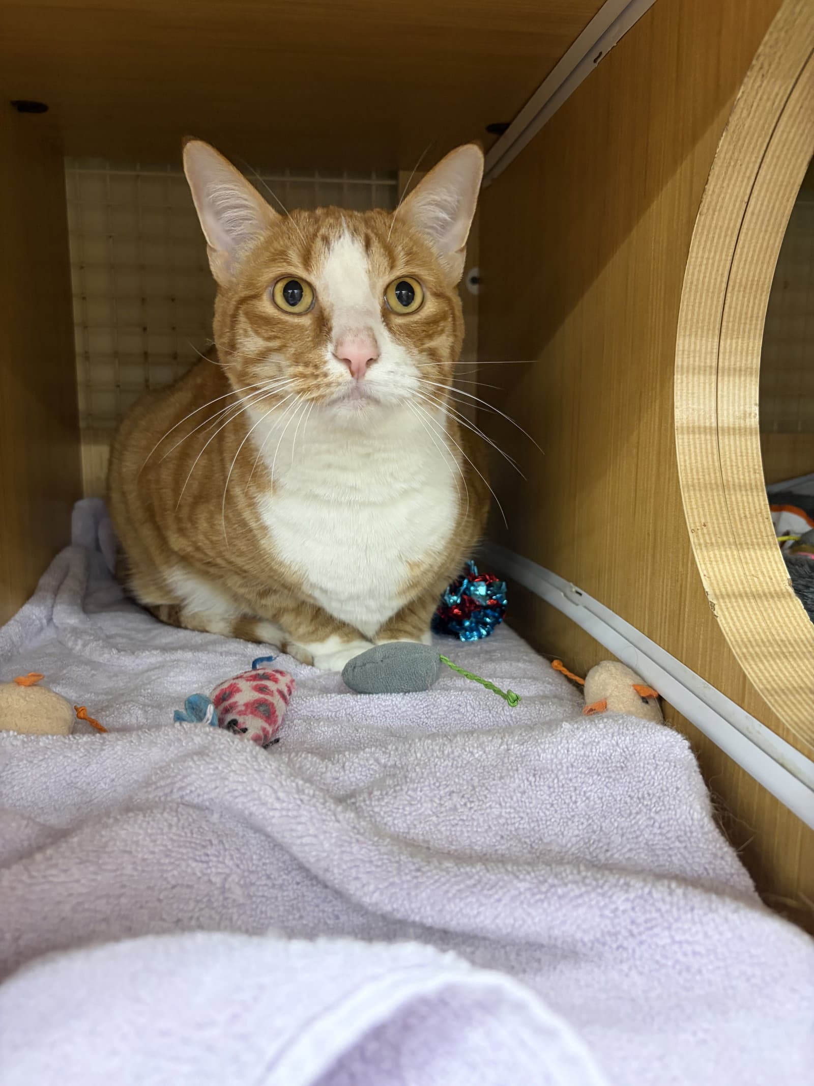 Amos - Domestic Short Hair