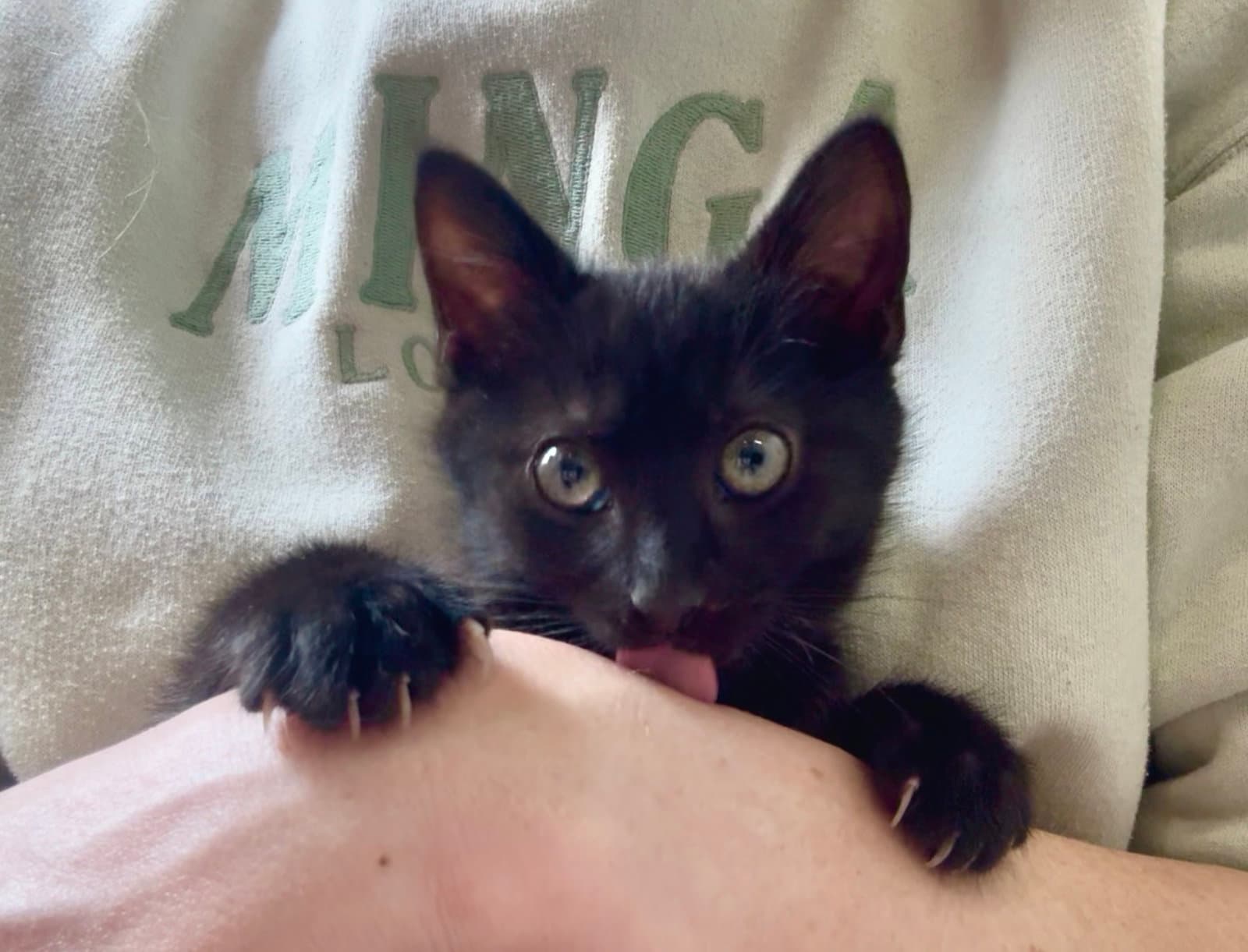 Sapphire - Domestic Short Hair