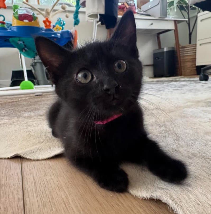 Ruby - Domestic Short Hair