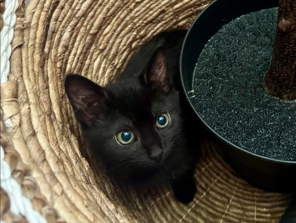 Emerald - Domestic Short Hair