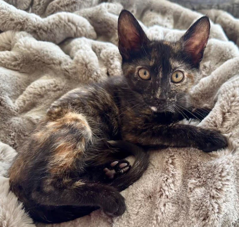 Diamond - Domestic Short Hair