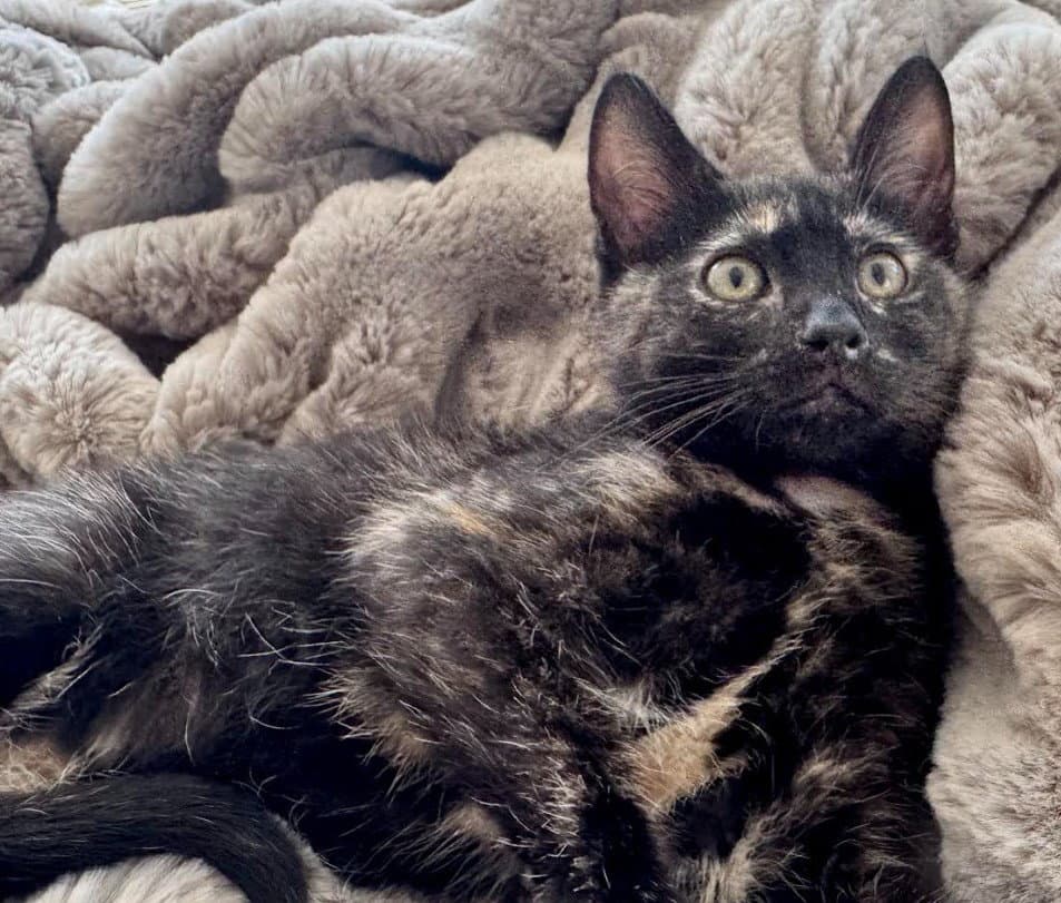 Opal - Domestic Short Hair