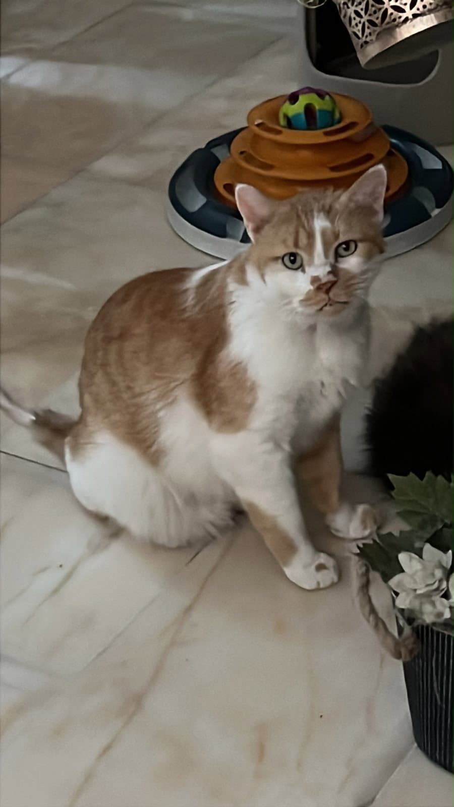 Binx Ksa - Domestic Short Hair