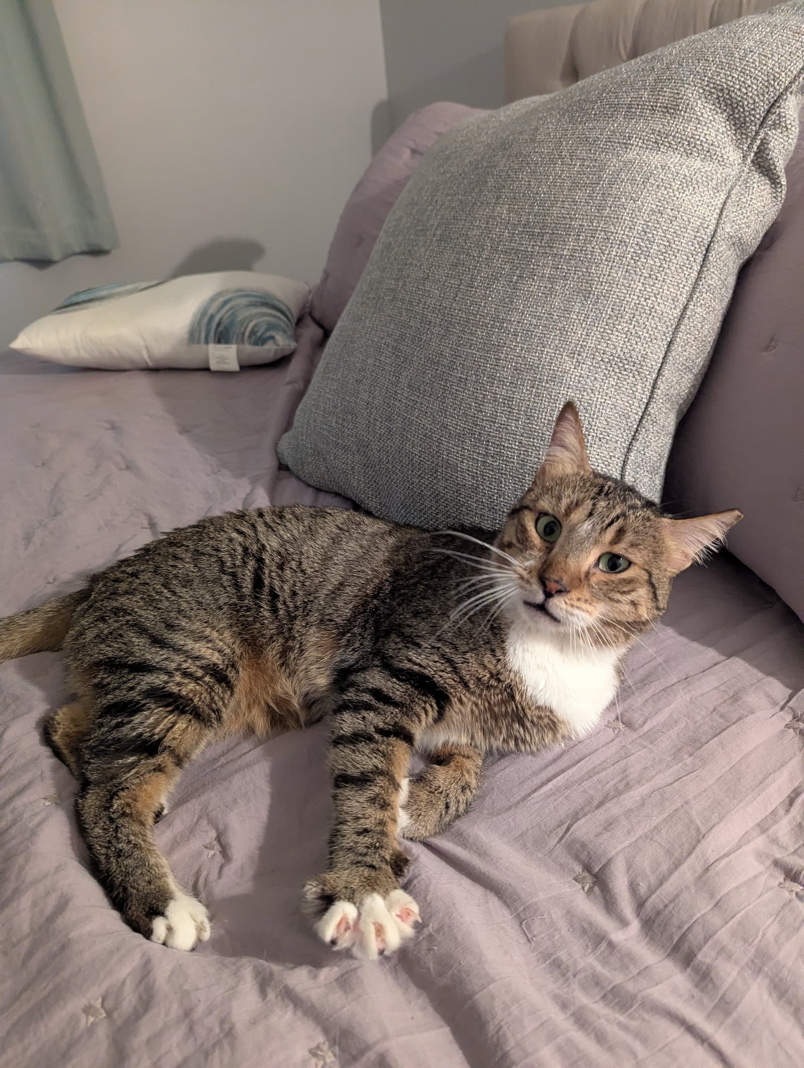 Misk - Domestic Short Hair