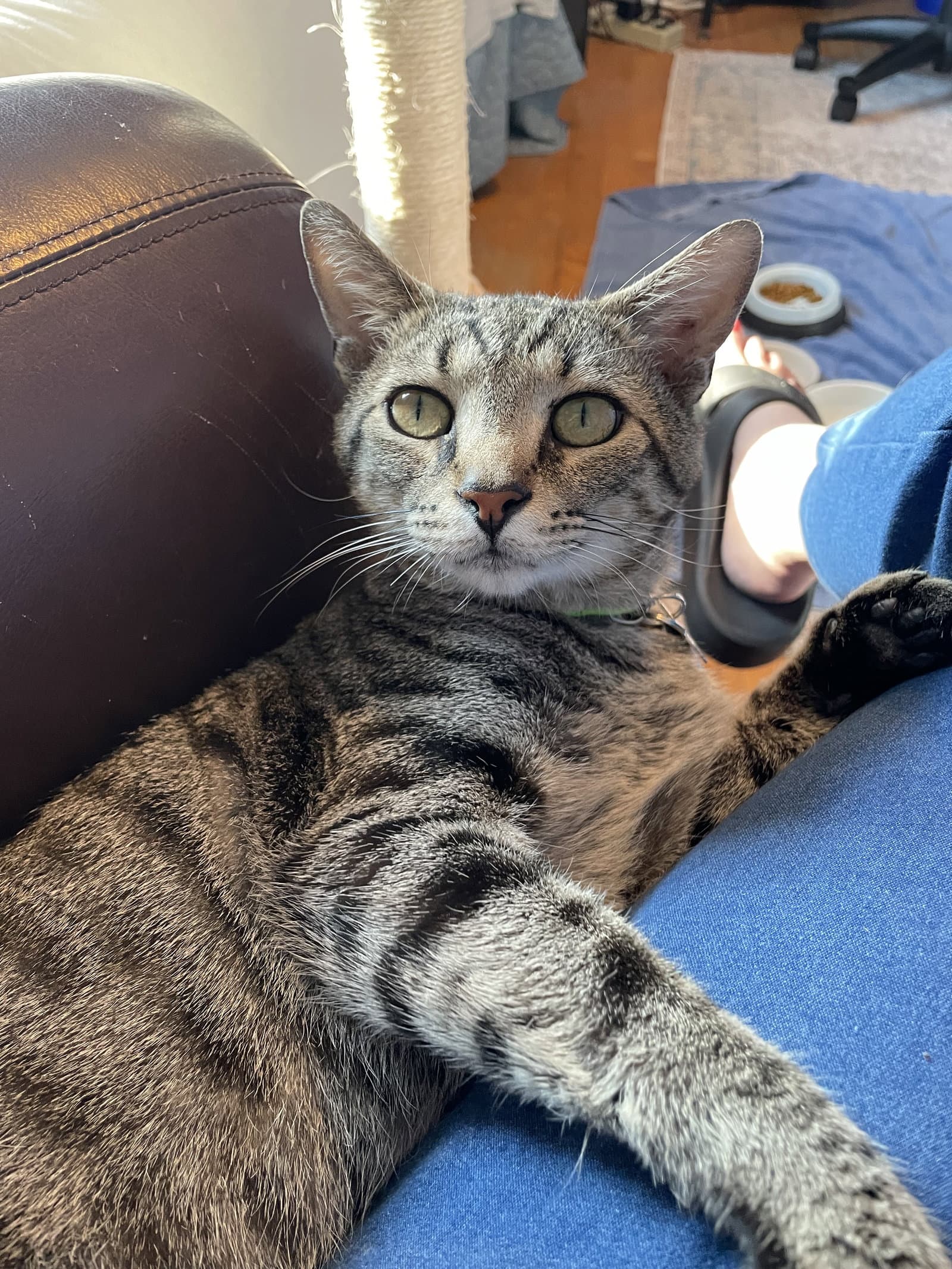 Munchkin - Domestic Short Hair