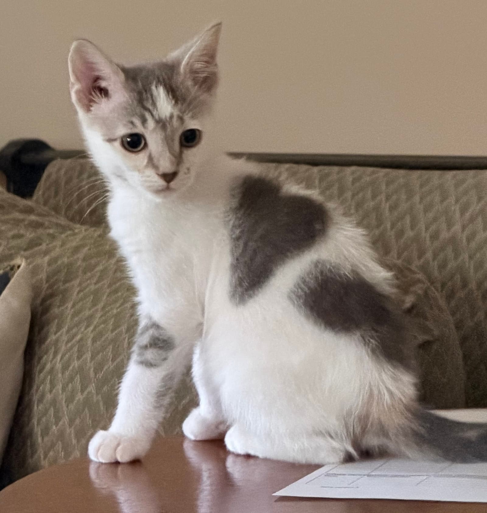 Dawn - Domestic Short Hair