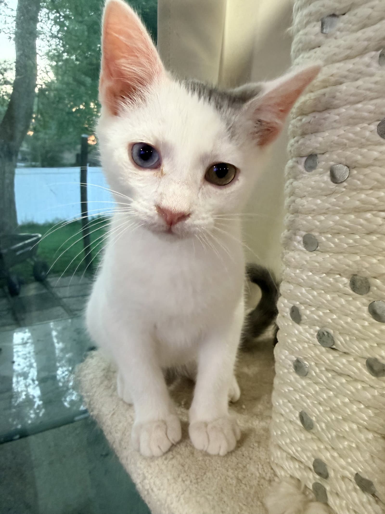Angel - Domestic Short Hair
