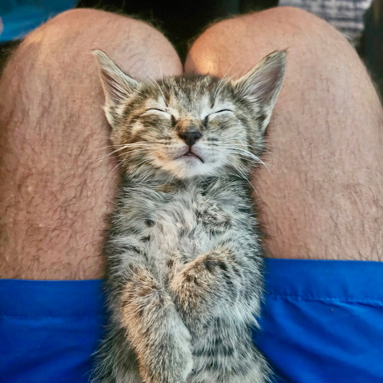 Bella - Domestic Short Hair