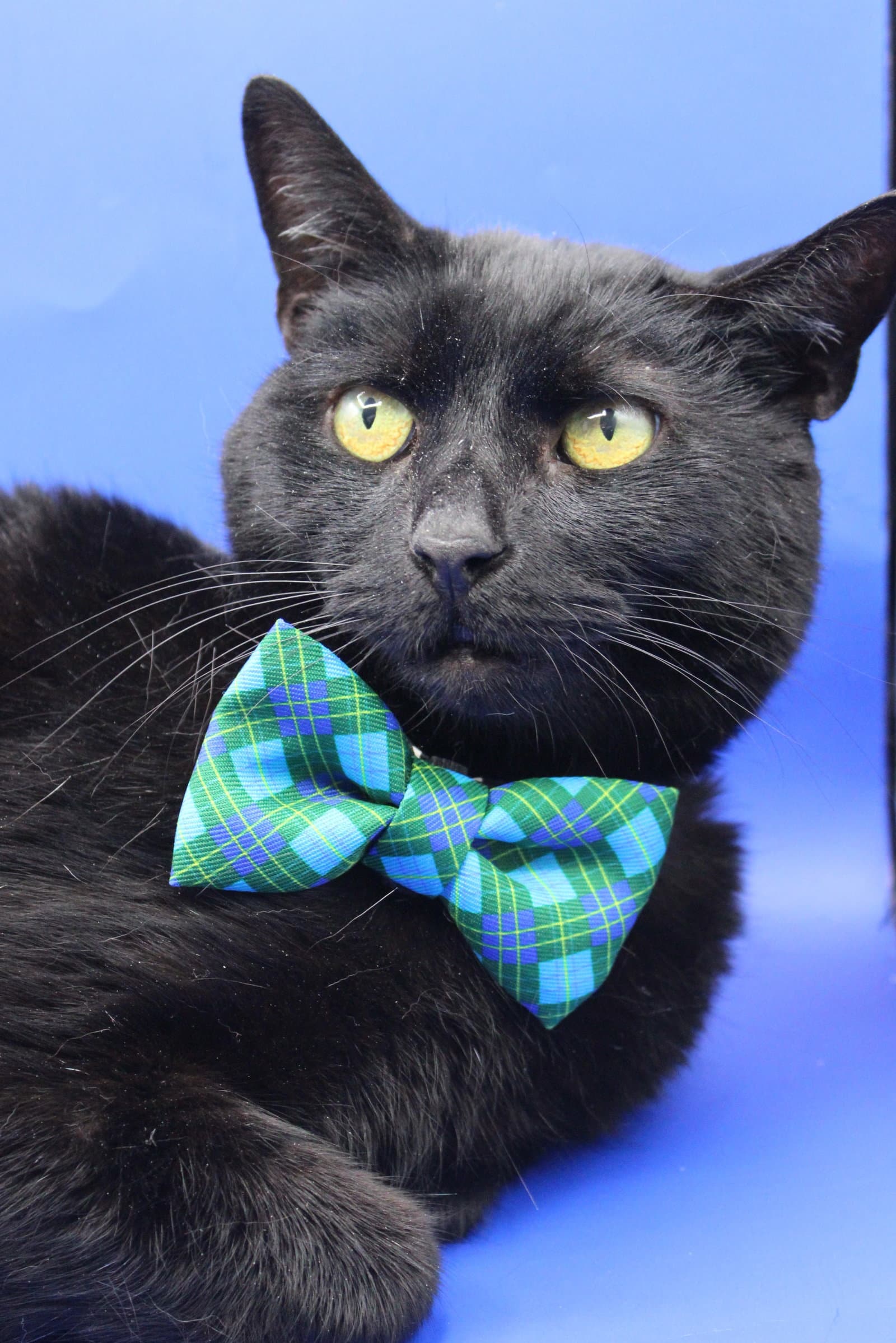 Splash - Domestic Short Hair