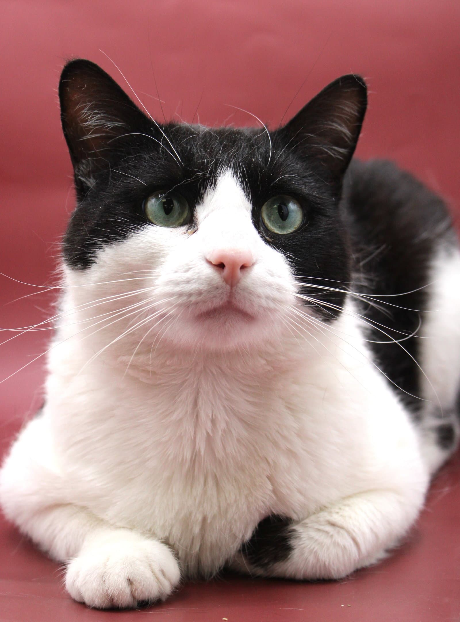 Giovanni - Domestic Short Hair