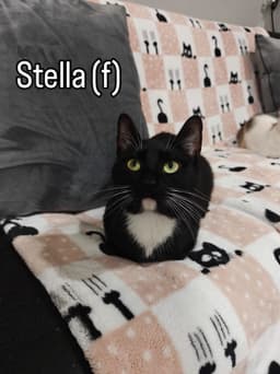 Stella image 1