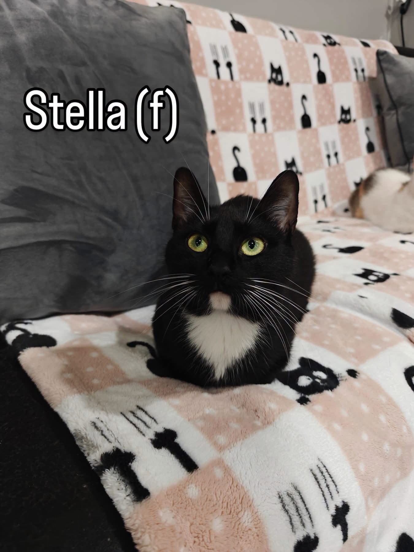 Stella - Domestic Short Hair