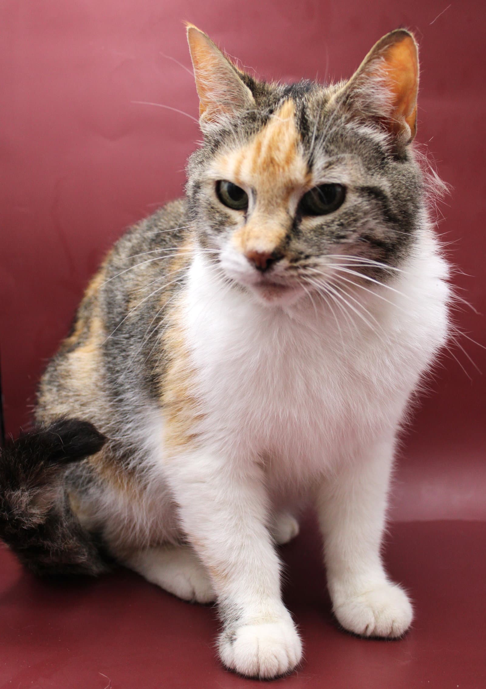Cleo - Domestic Short Hair