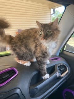 Meryl - Domestic Long Hair