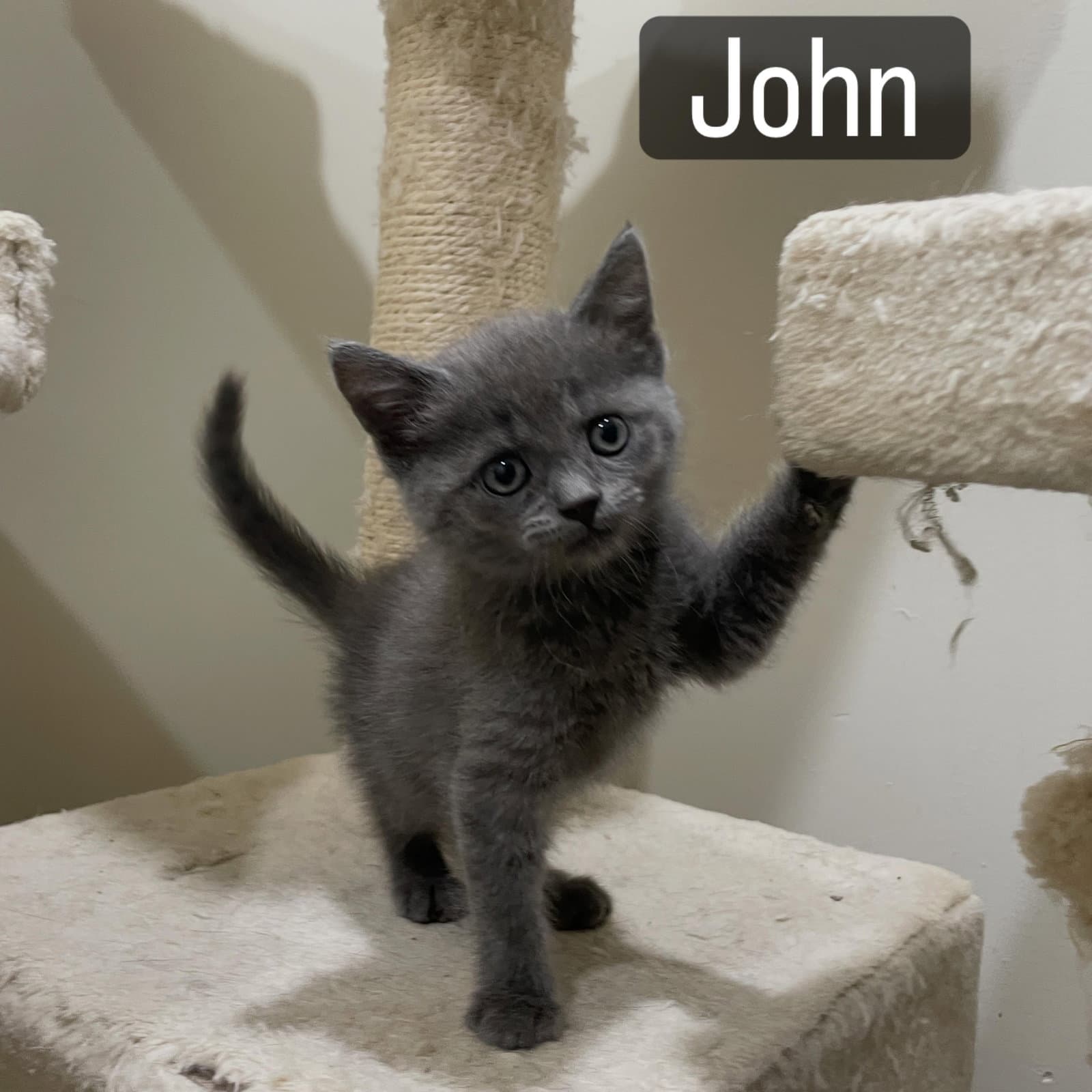 John - Domestic Short Hair