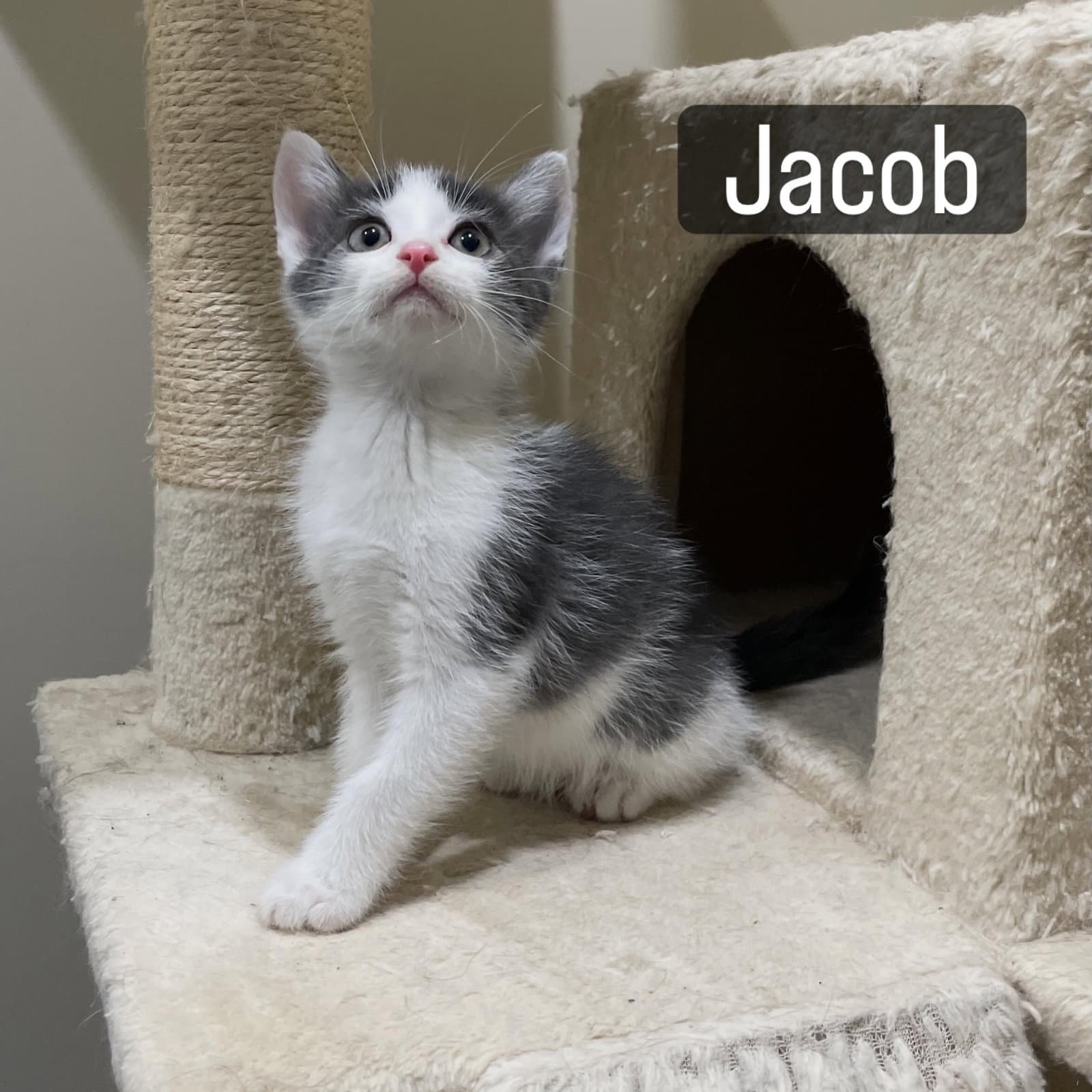 Jacob - Domestic Short Hair