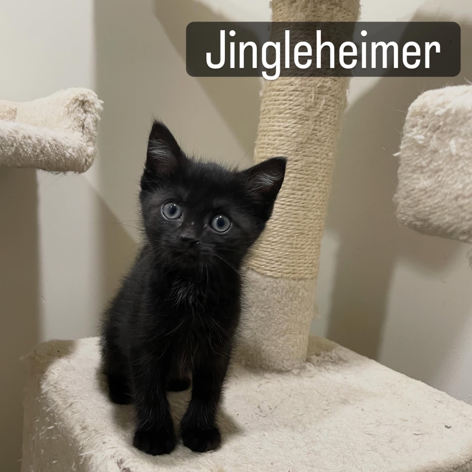 Jingleheimer - Domestic Short Hair