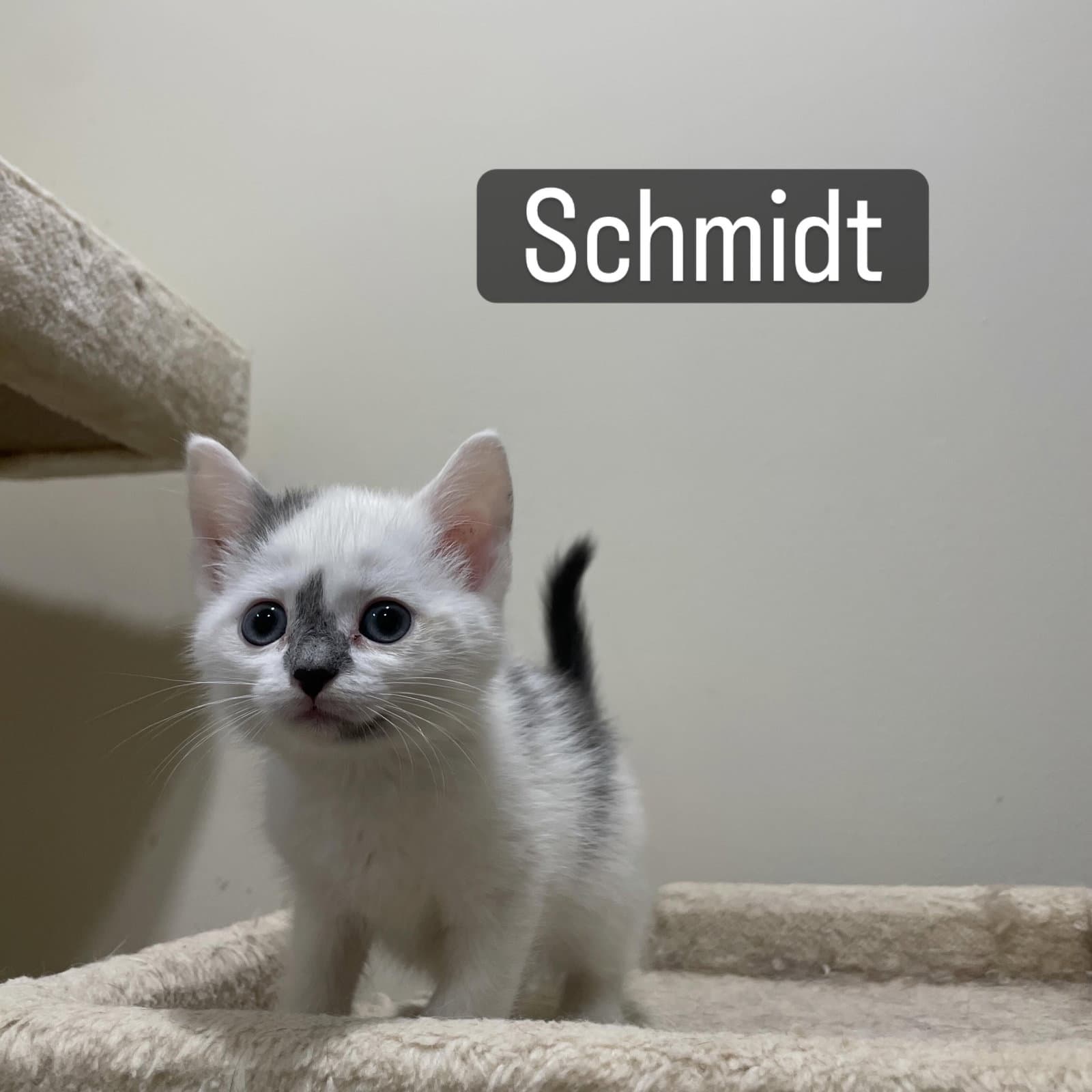 Schmidt - Domestic Short Hair