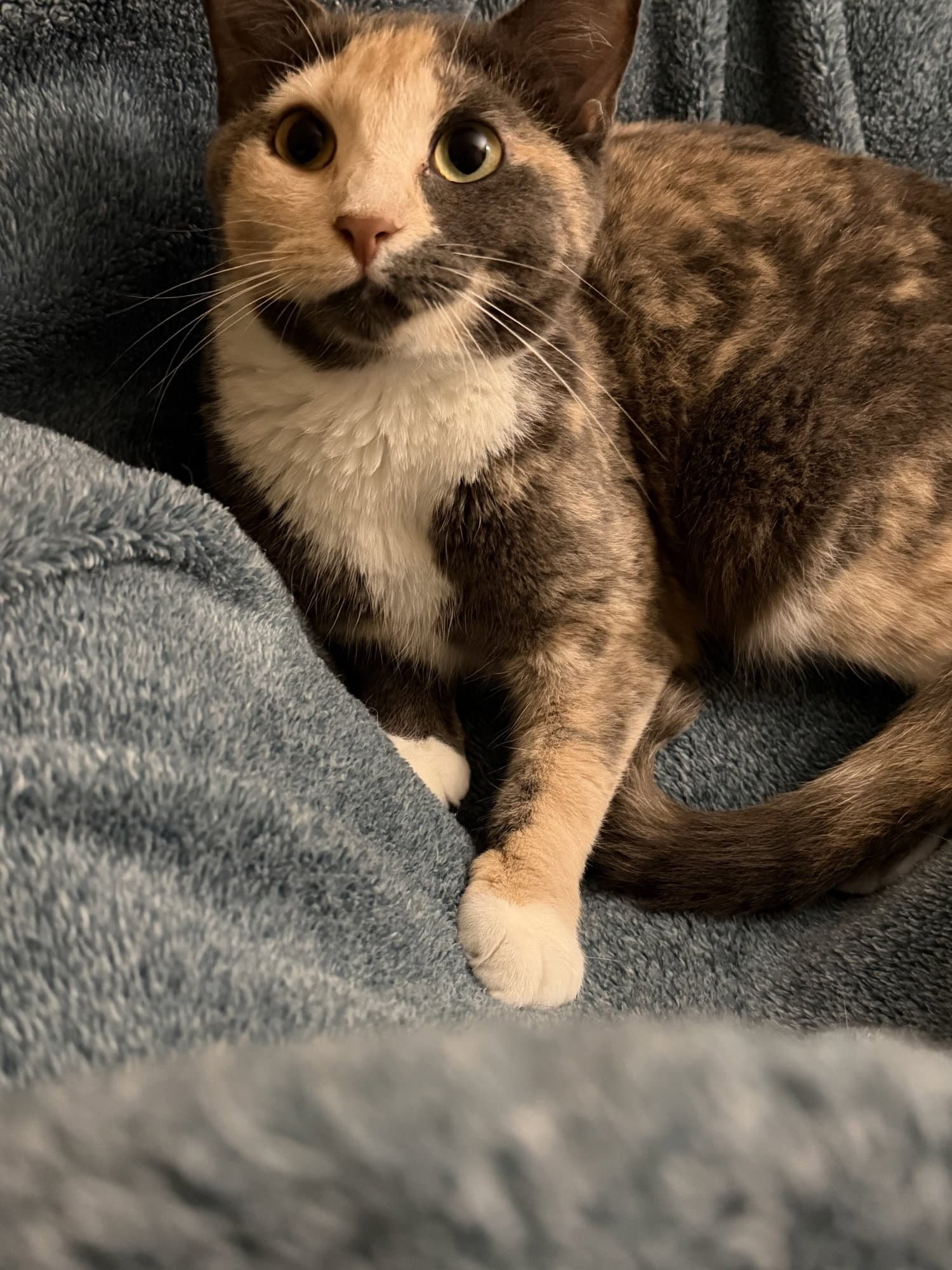 Amneris  Zephyrine Bonded - Domestic Short Hair