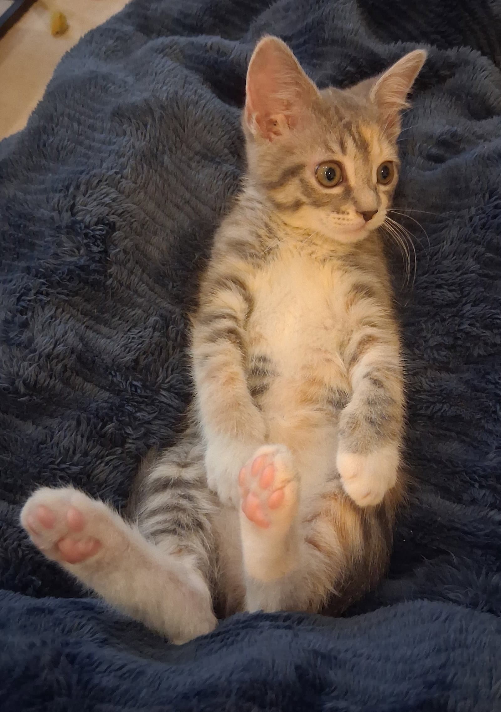 Beatrice - Domestic Short Hair