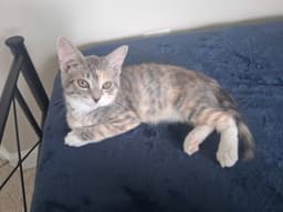 Beatrice image 2