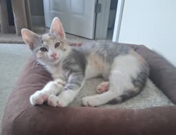 Genevieve image 1