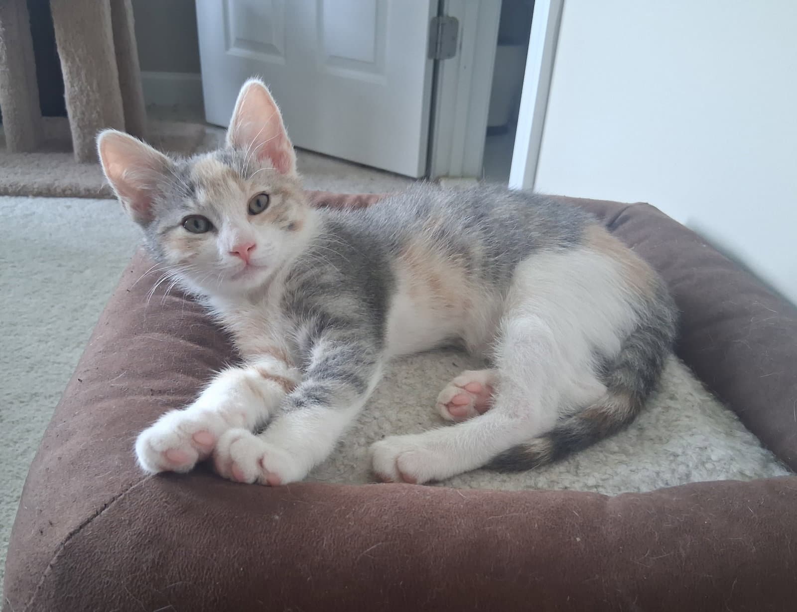 Genevieve - Domestic Short Hair