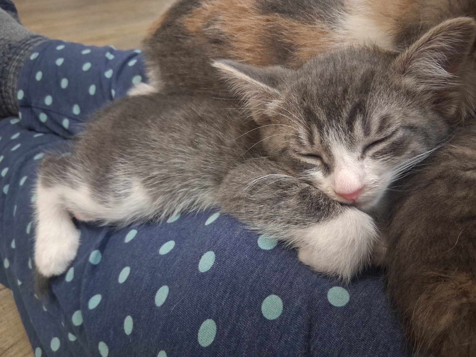 Hugo - Domestic Short Hair