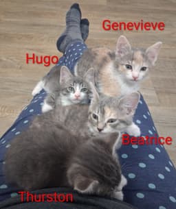 Hugo image 4