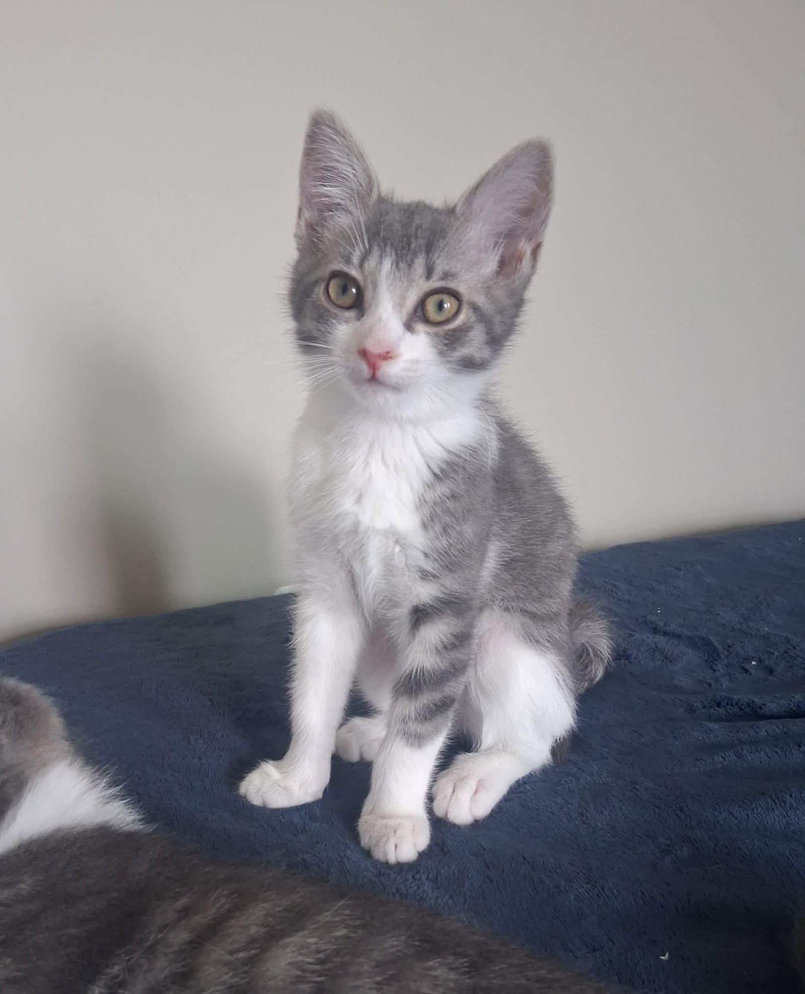 Thurston - Domestic Short Hair