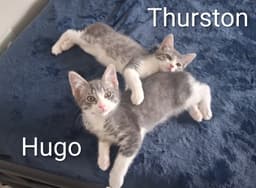 Thurston image 4