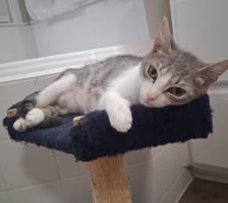 Callie image 1