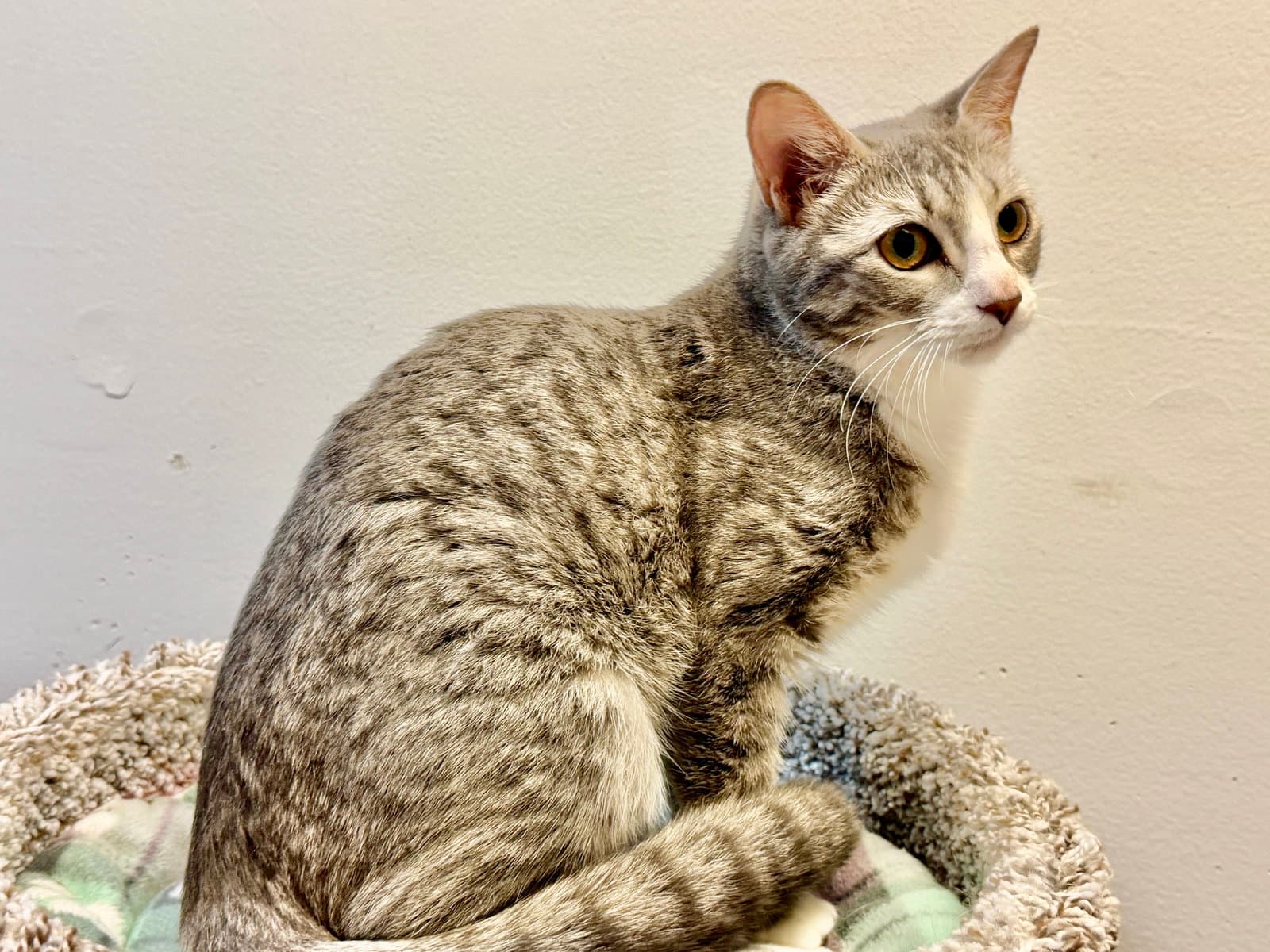 Kandy - Domestic Short Hair