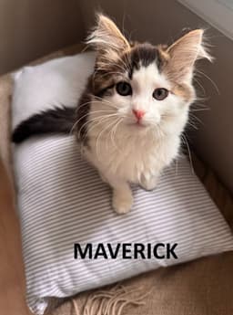 Maverick image 3