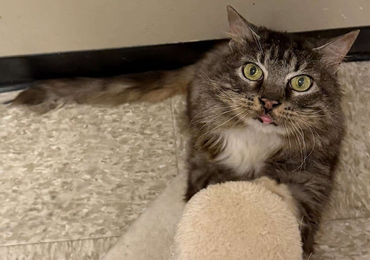 Bailey - Domestic Long Hair