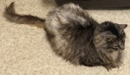 Bailey image 3