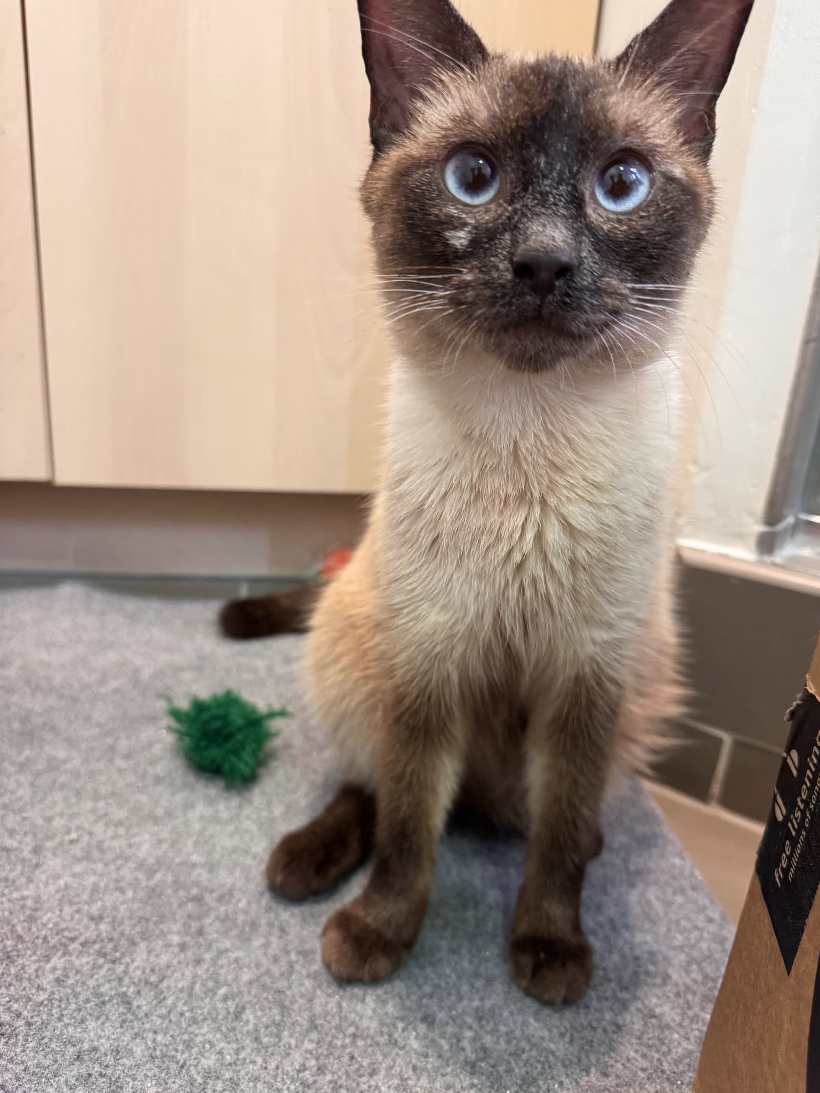 Kylie - Siamese