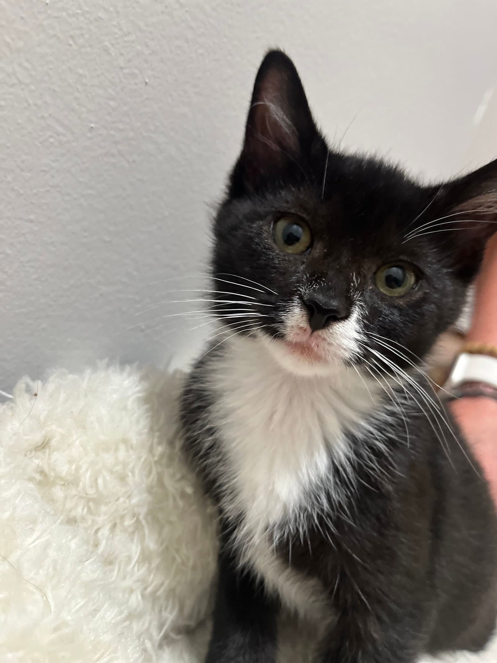 Leanna - Domestic Short Hair