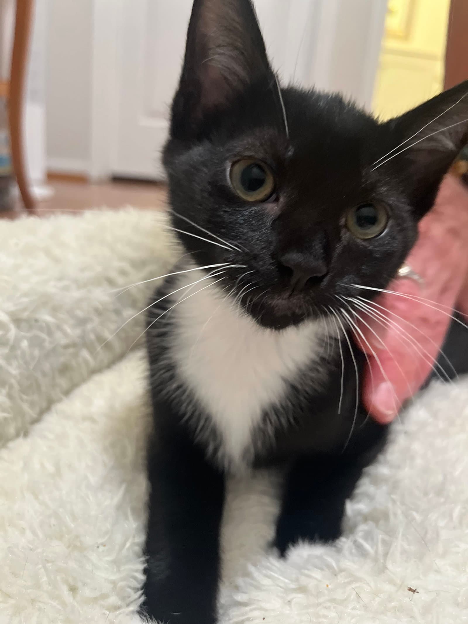 Sierra - Domestic Short Hair