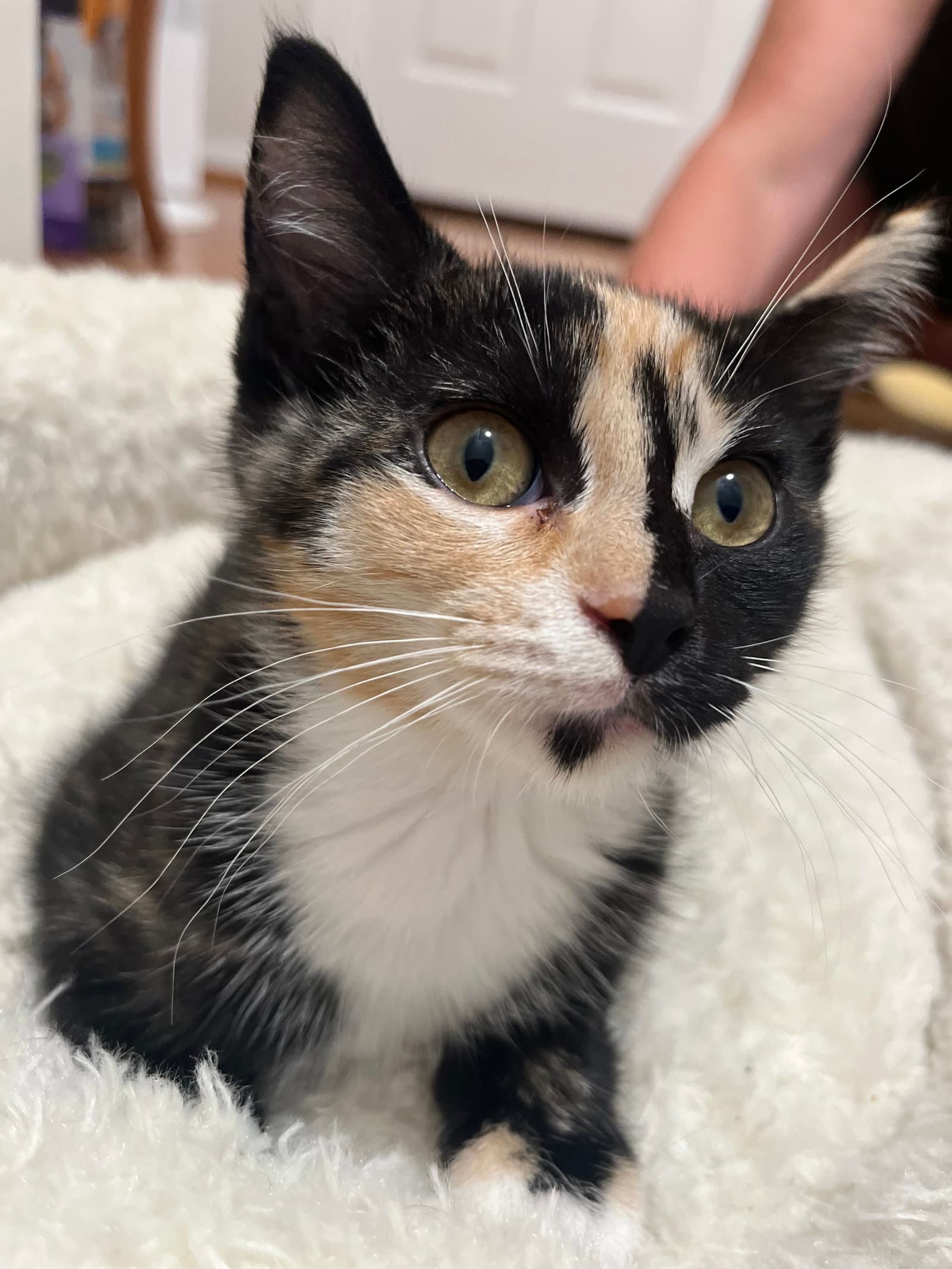 Sage - Domestic Short Hair