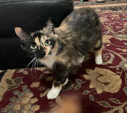 Sasha image 1