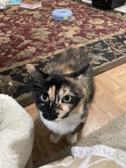 Sasha image 2